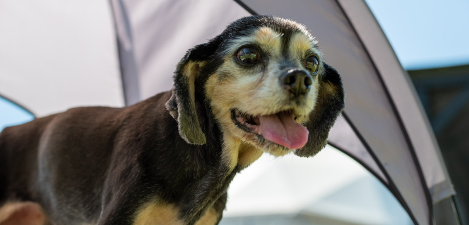 富士山の麓・朝霧高原でグランピングするなら！愛犬と泊まれる「GRAN REGALO ASAGIRI（グランレガロ朝霧）」