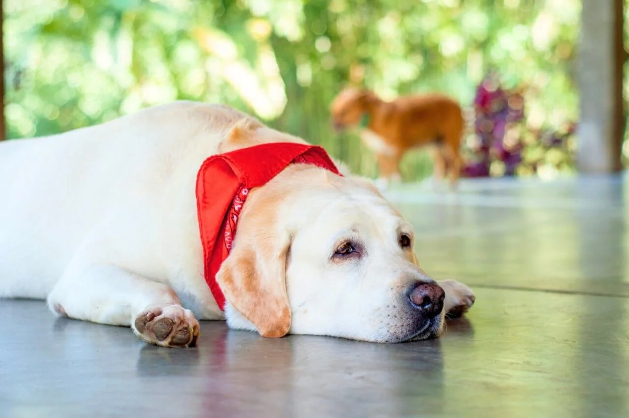 【獣医師が解説】食べすぎに注意！犬の肥満によるリスクと対策