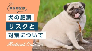 【獣医師が解説】食べすぎに注意！犬の肥満によるリスクと対策