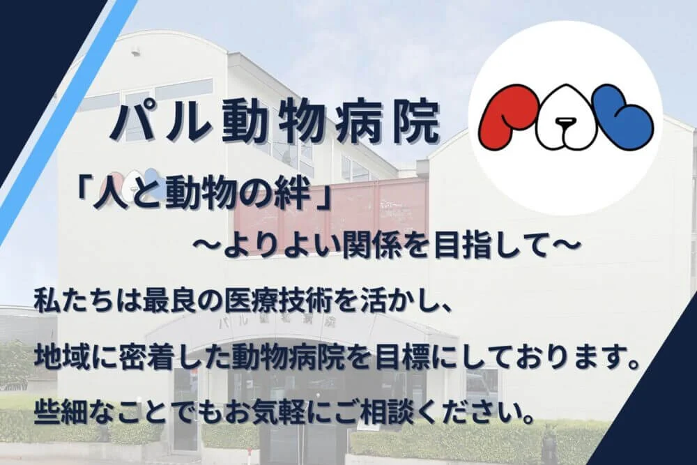 【獣医師が解説】食べすぎに注意！犬の肥満によるリスクと対策