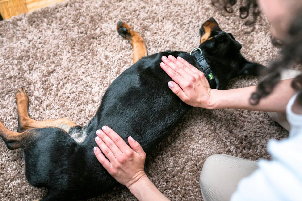 【獣医師が解説】食べすぎに注意！犬の肥満によるリスクと対策