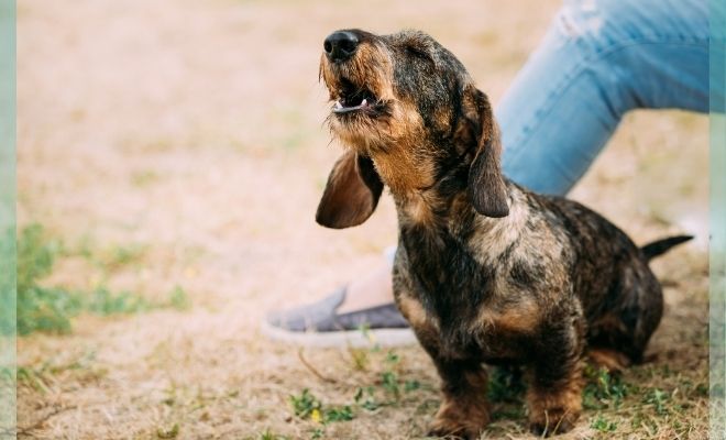 【愛犬としつけ】あなたの犬はどんなタイプ？ 犬種別のクセを理解してハッピーに！