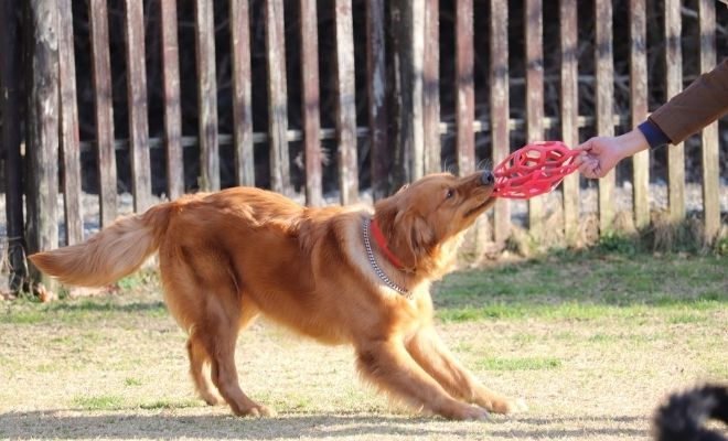 【愛犬としつけ】あなたの犬はどんなタイプ？ 犬種別のクセを理解してハッピーに！