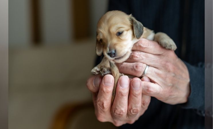 【愛犬としつけ】犬のライフステージと暮らしの工夫~成長に合わせた接し方~