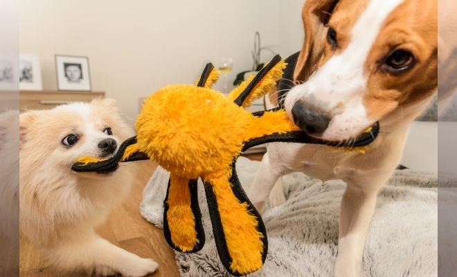 【愛犬としつけ】犬のライフステージと暮らしの工夫~成長に合わせた接し方~