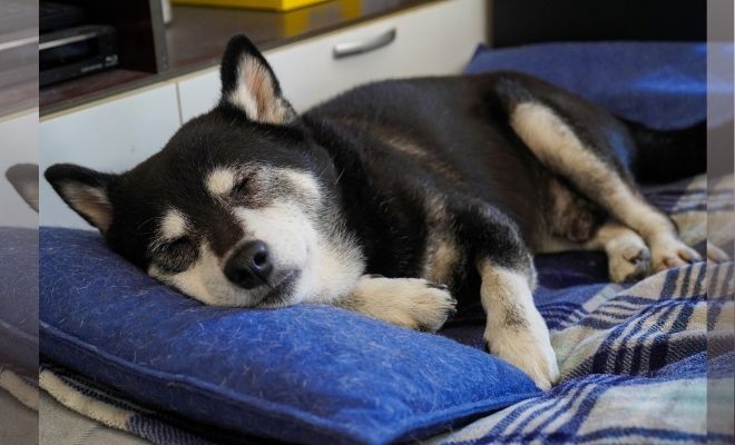 【愛犬としつけ】犬のライフステージと暮らしの工夫~成長に合わせた接し方~