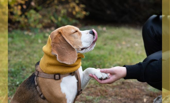 【愛犬としつけ】犬の心の声を聞く〜カーミングシグナルと感情の読み方〜