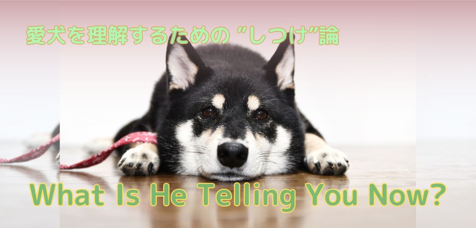 【愛犬としつけ】犬の心の声を聞く〜カーミングシグナルと感情の読み方〜