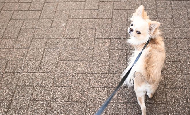 【愛犬としつけ】しつけは信頼のかたち〜叱らないしつけの基本〜