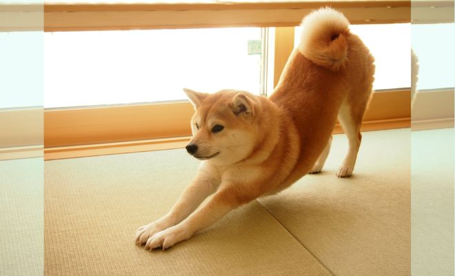 【愛犬としつけ】犬の心の声を聞く〜カーミングシグナルと感情の読み方〜