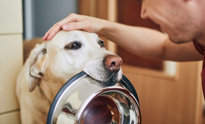 【愛犬としつけ】しつけは信頼のかたち〜叱らないしつけの基本〜
