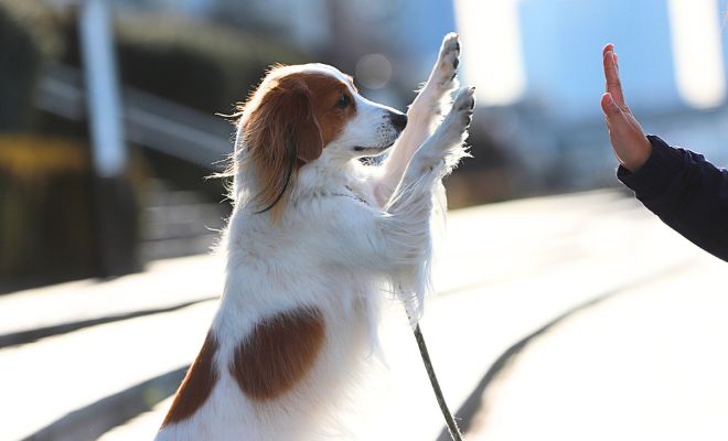 【愛犬としつけ】問題行動には理由がある 〜愛犬の満足度を見つめ直そう〜