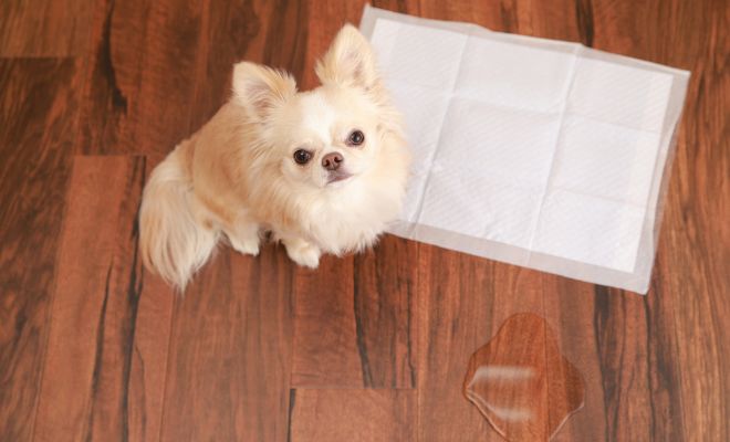 【愛犬としつけ】問題行動には理由がある 〜愛犬の満足度を見つめ直そう〜