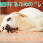 【愛犬としつけ】問題行動には理由がある 〜愛犬の満足度を見つめ直そう〜