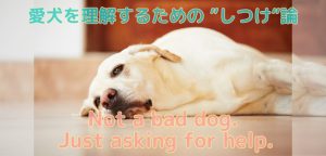 【愛犬としつけ】問題行動には理由がある 〜愛犬の満足度を見つめ直そう〜