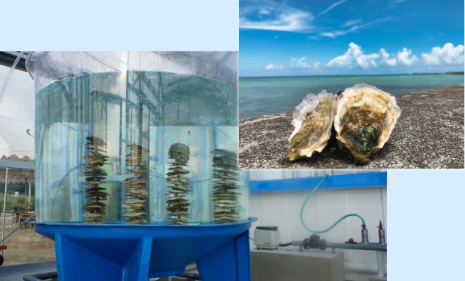 牡蠣は本当に「特別に避けるべき食材」なのか──医師のための美食とリスクの再整理